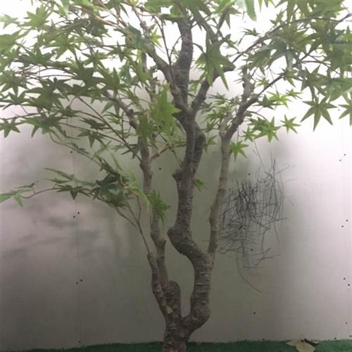 枫树假枫树盆栽大型落地客厅装饰植物假树商场景观摆件