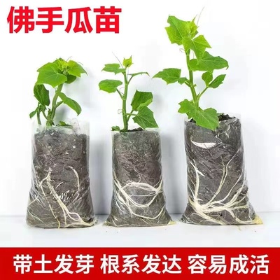 佛手瓜苗秧瓜种带芽种子