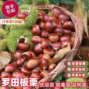 板栗树果苗嫁接罗田板栗树苗南北方种植栗子树庭院地栽盆栽板栗苗