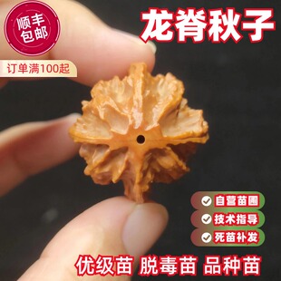 龙脊秋子文玩核桃树苗小手捻迷你小核桃袖珍核桃苗南北方庭院种植