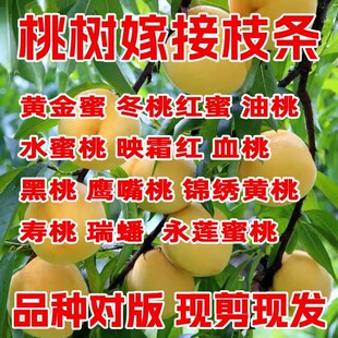 新品种桃树接穗黄油蟠桃黄金蟠桃桃树嫁接用油蟠桃中蟠桃枝条接穗
