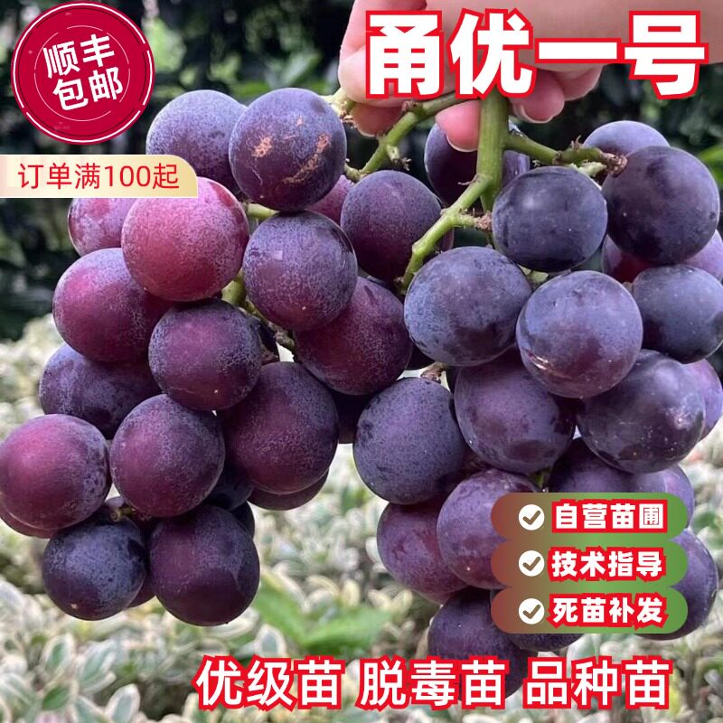 嫁接甬优一号葡萄树苗新品种藤稔葡萄苗南方北方种植耐寒当年结果