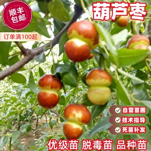 葫芦枣苗嫁接枣树活苗冰糖甜枣苗圆冬枣子树苗盆栽地栽当年挂果树