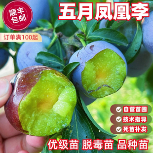 五月凤凰李树苗嫁接五月脆李子苗早熟一点红脆甜脱骨李子果树苗南