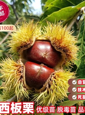 迁西板栗树苗嫁接燕山早丰3113板栗苗甜糯特大栗子苗盆栽庭院地栽