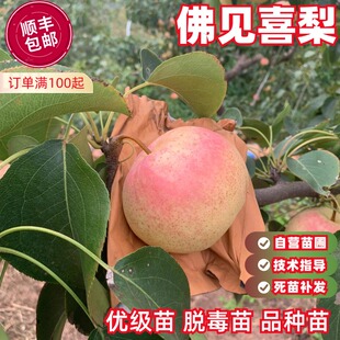 梨树苗梨树果苗嫁接佛见喜梨树活苗红香酥梨苗盆栽地栽南北方种植