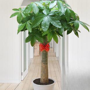 发财树室内盆栽大客厅绿植大颗独杆单杆辫子大型招财树粗桩