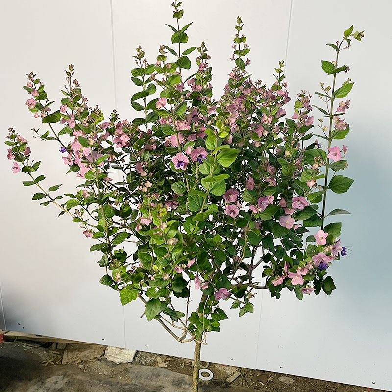 粉苞冬红花苗塔西提粉色帽子花盆栽园林花园庭院网红流行花卉植物