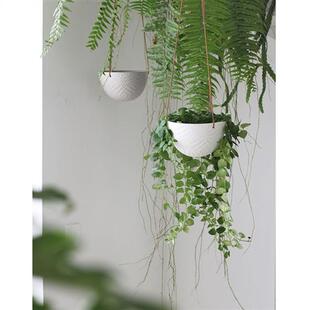 植物私生活 口红花垂吊观叶植物 室内阳台卧室垂吊美感植物