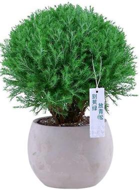 心森岚雾凇招财桌面老桩绿植小盆景室内办公室雾松放青松植物盆栽