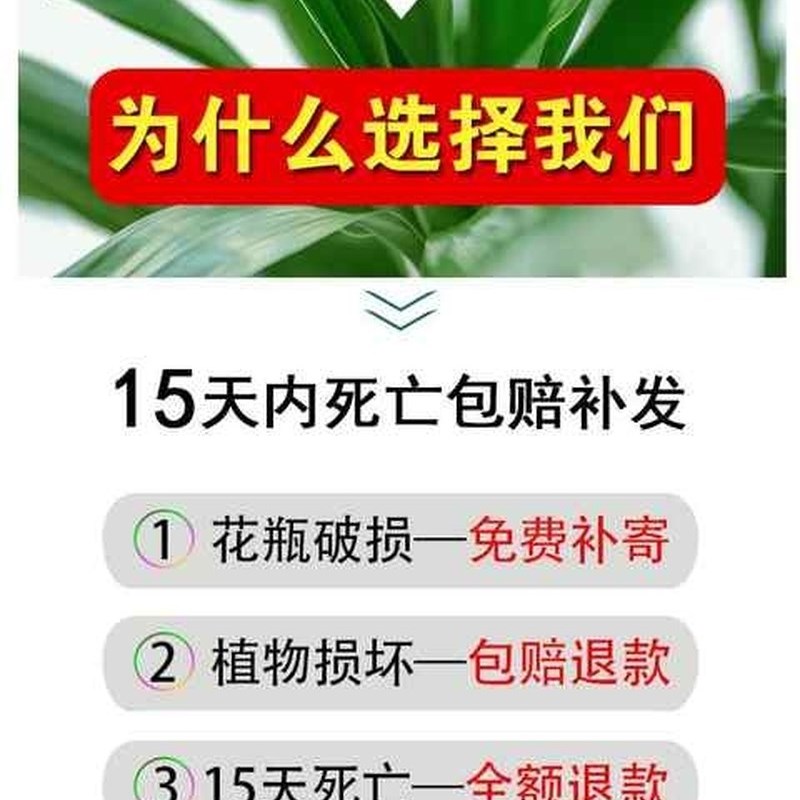 富贵竹粗杆纯水培植物水养水里养的水泡不用晒太阳放餐桌办公桌上
