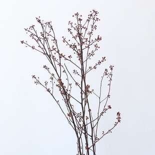狂想厂家永生灯台树枝中式插花干树枝带果干花家居装饰
