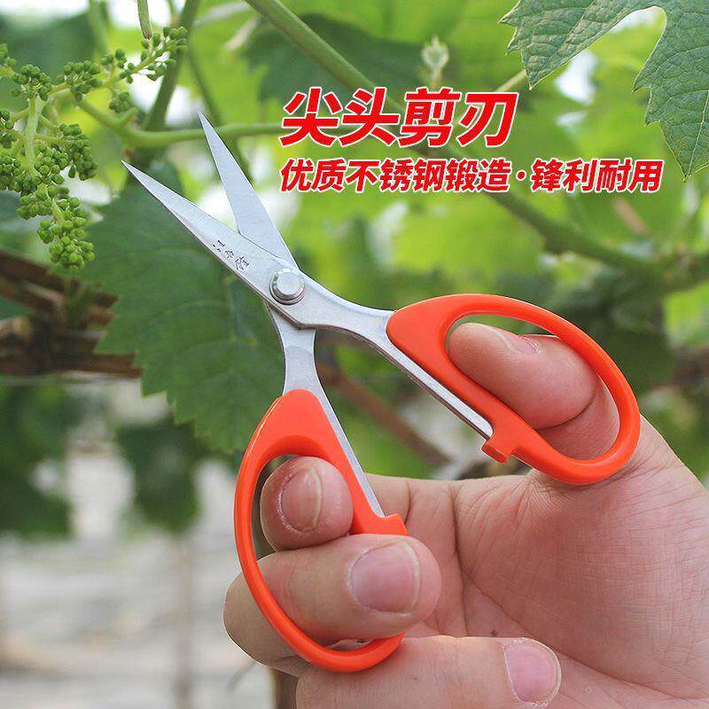 极速阳光玫瑰葡萄蔬果专用剪刀翘头疏果剪修枝水果稀果剪带镊子取