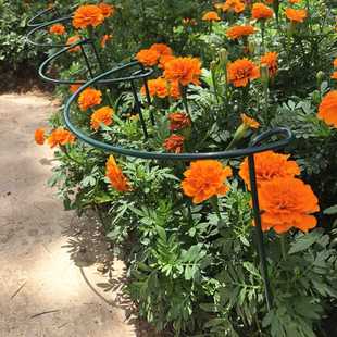 蟹爪兰昙花绣球蓝雪花月季花架爬藤架支撑架固定花支架植物支架杆
