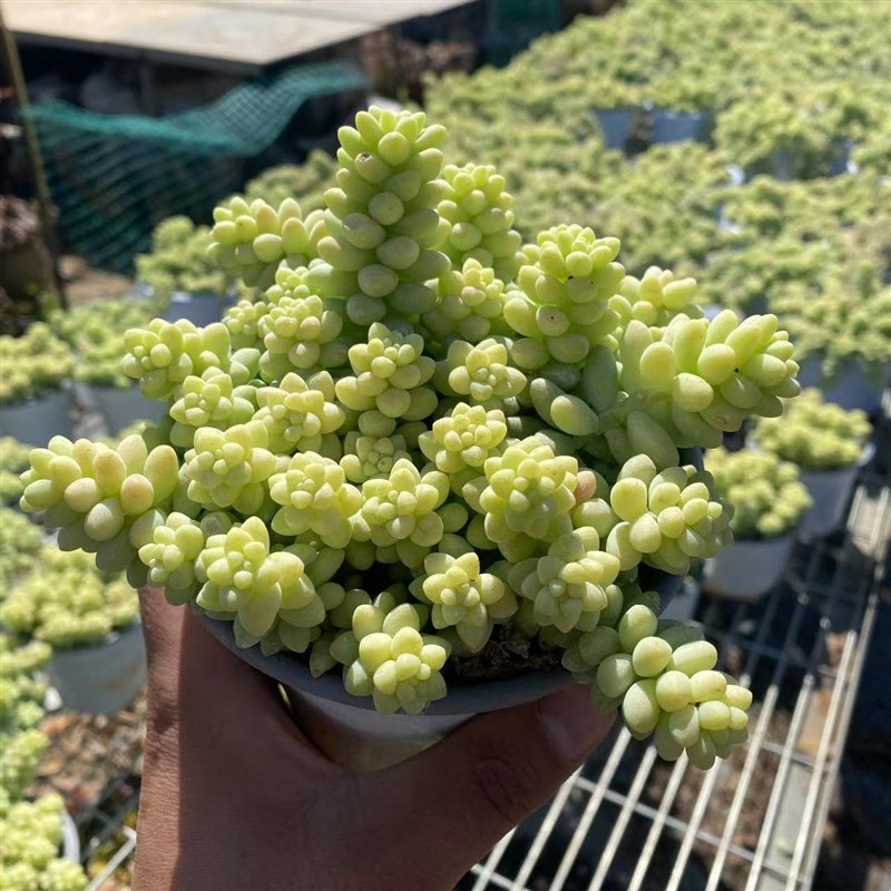 新玉坠 云南多肉基地直发彩虹玉坠老桩多肉植物带盆发货包损