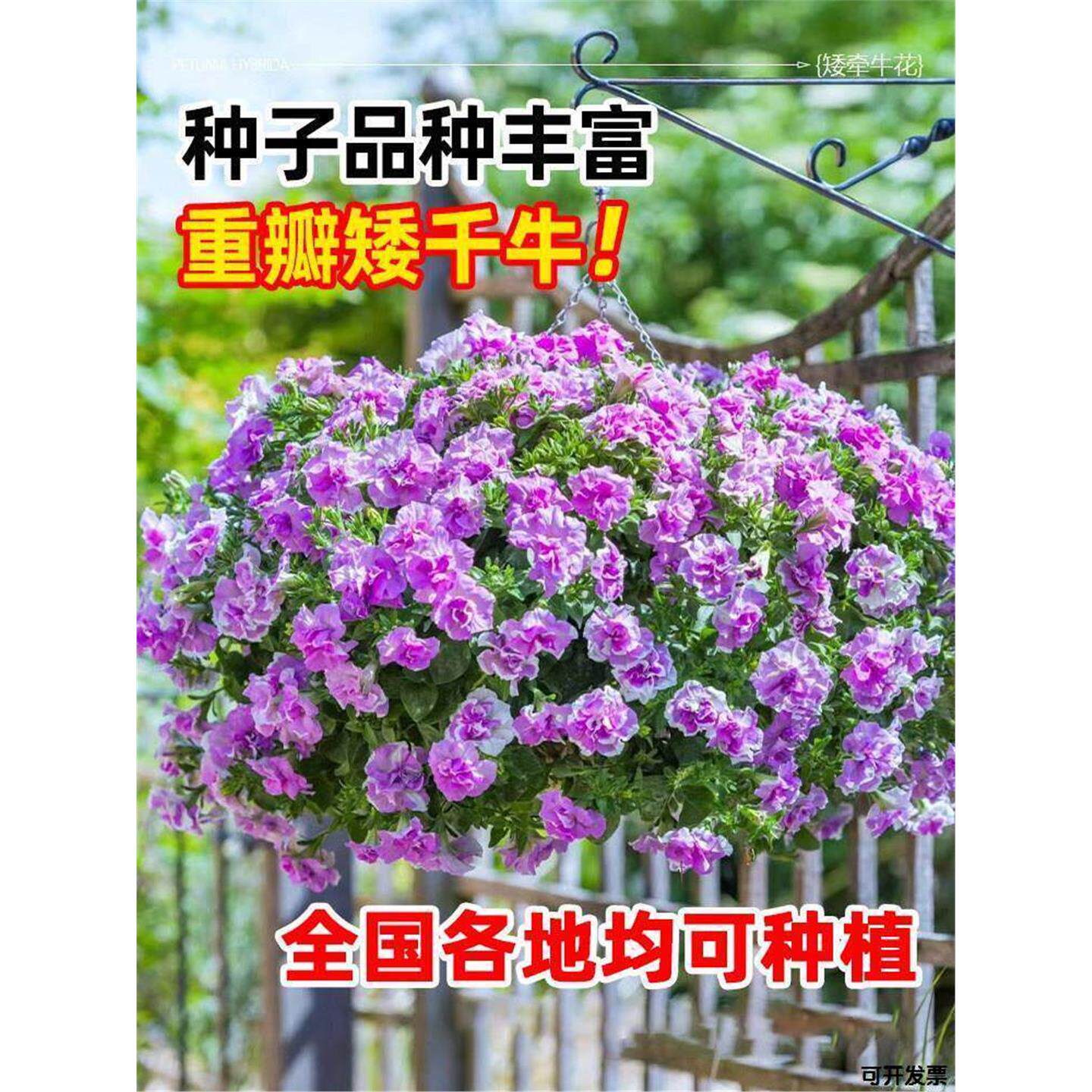 播种子牵牛花垂吊花籽矮牵牛花室内外喇叭花重瓣孑盆栽种开花四季