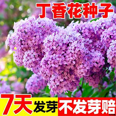 盆栽种籽春天浓香阳台种子种子庭院紫丁香植物花卉丁香花花卉种子