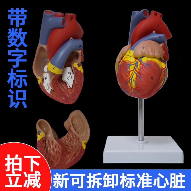 人体心脏模型可拆卸解剖透明血液肾循环血管材料生物软硅胶小支架