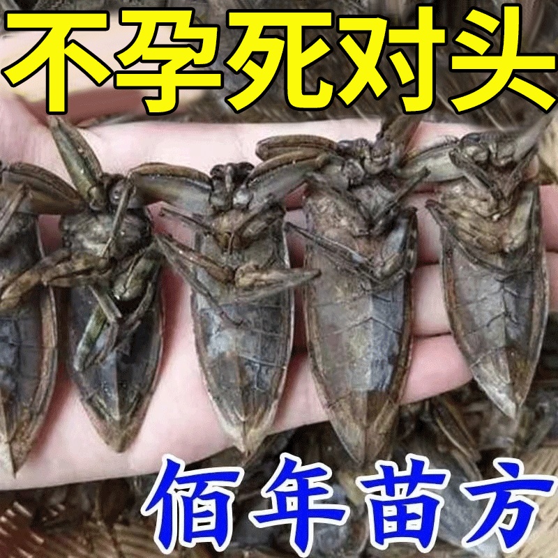 网红【金牌促孕调理】促排卵助备孕中药贴艾草助孕神器调理排卵去