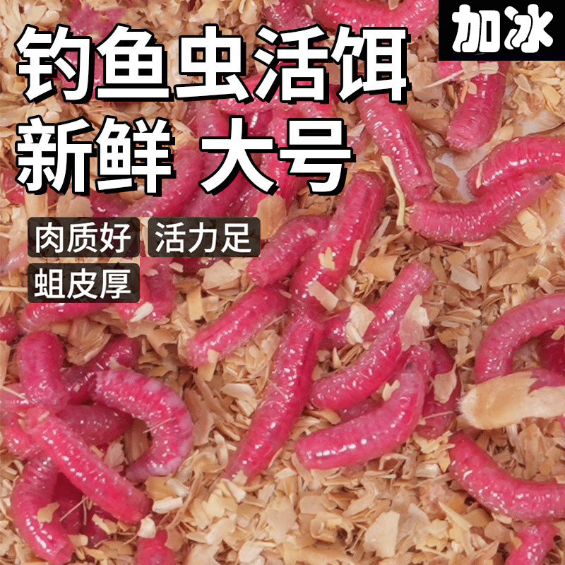 钓鱼虫活饵红蛆虫大号野钓