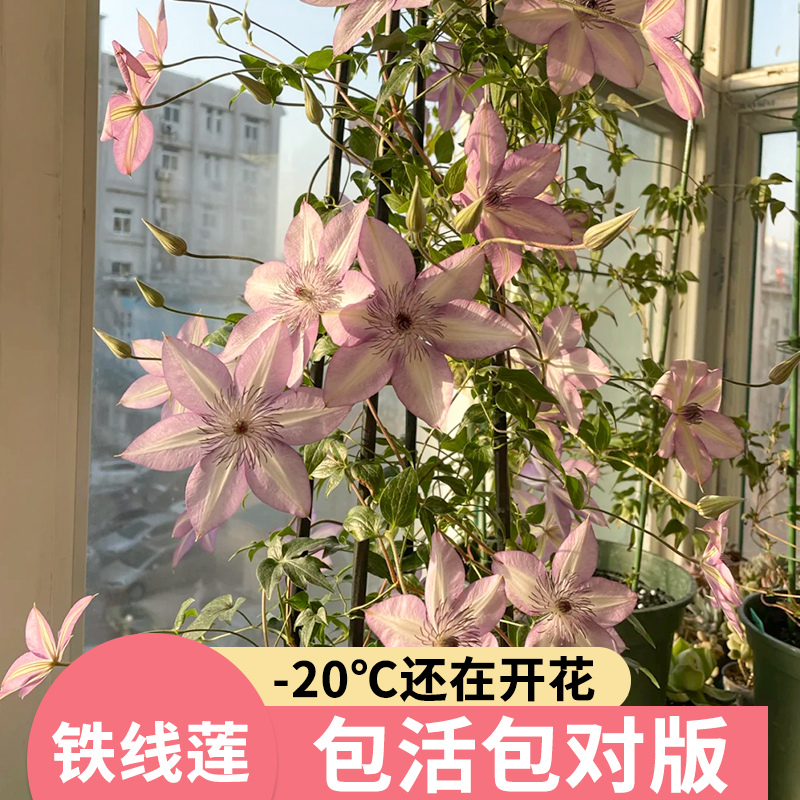 铁线莲爬藤植物大苗乌托邦银币重瓣庭院阳台四季开花卉耐寒绿植物