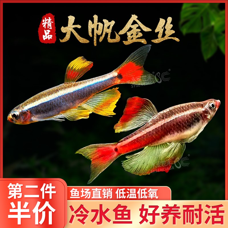 白云金丝鱼大帆瑰丽金丝火焰金丝新手观赏群游鱼红尾灯科鱼冷水鱼