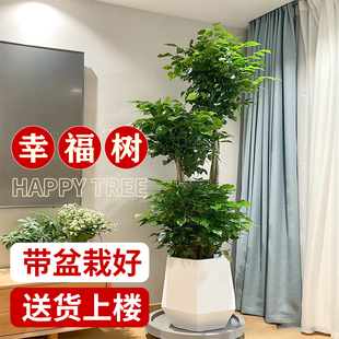 幸福树客厅绿植大棵盆栽办公室内特大型植物丛生老桩轻奢落地摆件