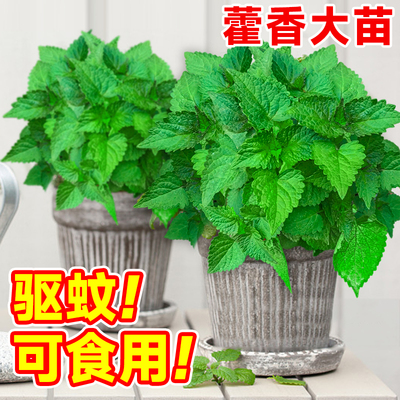 大藿香苗盆栽可食用薄荷驱蚊植物阳台室内好养活香草叶绿植迷迭香