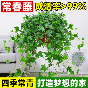 常春藤盆栽吊兰垂吊植物花卉室内悬挂式绿植四季好养水培长春藤青
