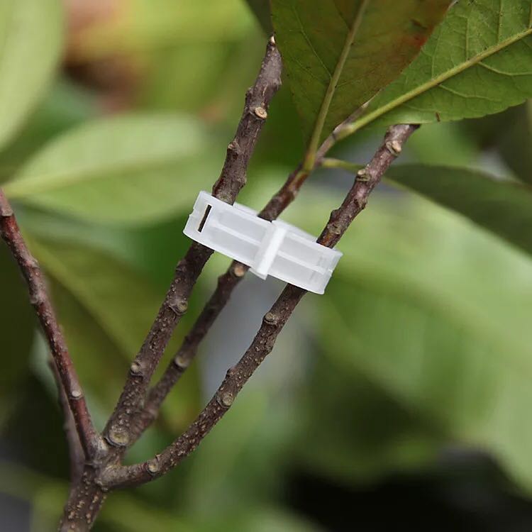 Agricultural garden planting climbing vine fall vine vine su