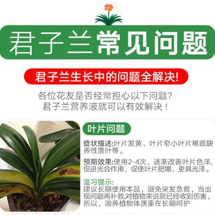 君子兰营养液君子兰肥料专用肥花卉兰花养花水溶肥催花通用花肥盆