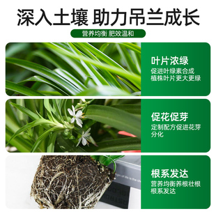 吊兰专用营养液盆栽通用绿箩专用肥金边吊兰家用水土培植物液体肥