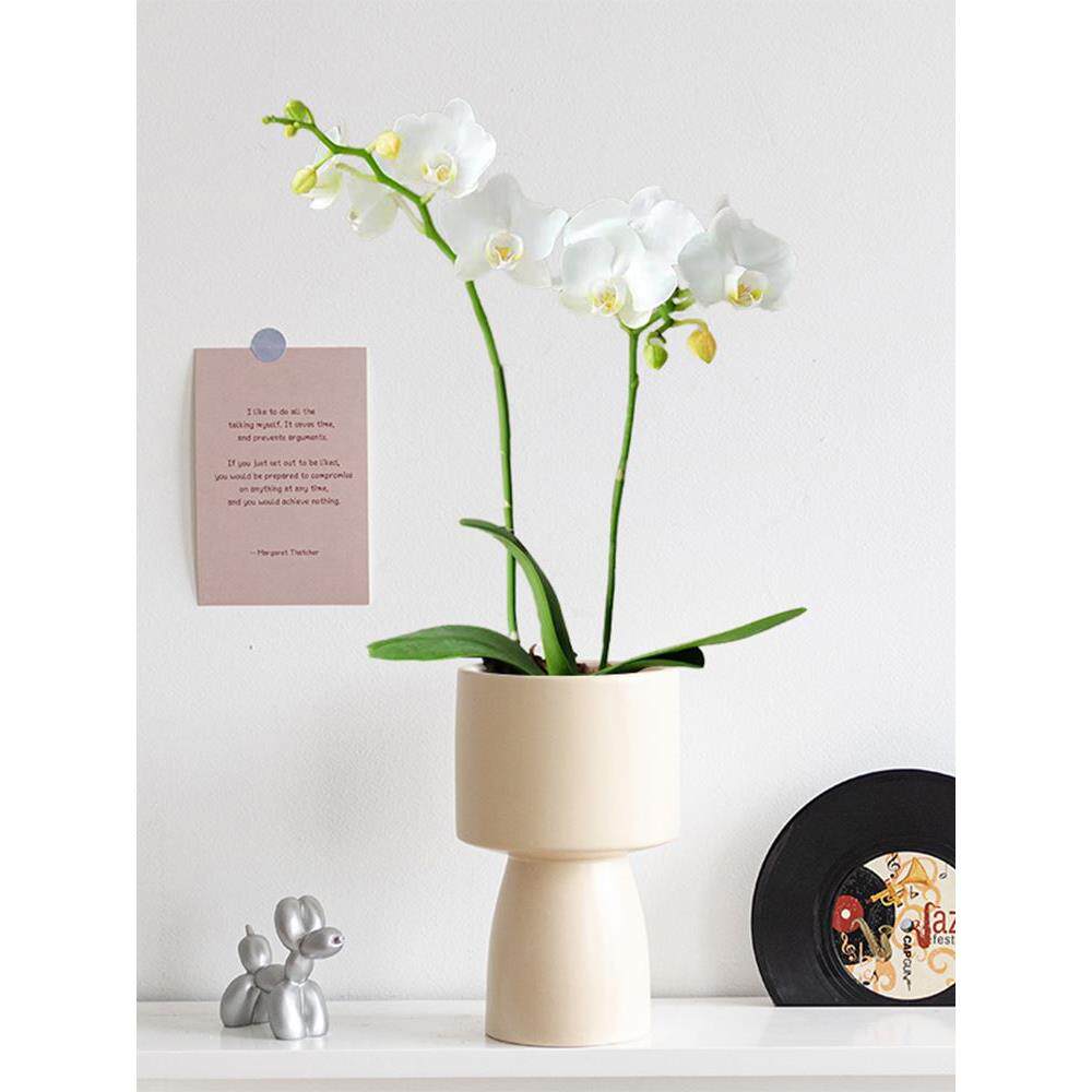 北欧风蝴蝶兰年宵花开花带花苞室内盆栽绿植桌面植物送礼节日花卉