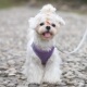 新品 狗狗牵引绳遛狗小型犬小狗绳B子泰迪比熊幼犬网红猫咪背心式
