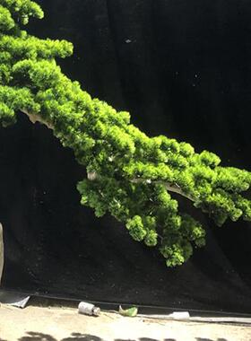 新中式绿色植物仿真树枯山水室内大型摆件酒店大堂装饰景观树