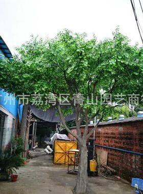 广州仿真非洲面包树热带假树大型仿真植物玻璃钢真树杆造景仿真树