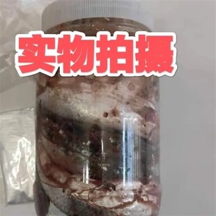极速钓胡子江团大口鲶鱼饵料臭鱼臭餐条鱼臭参条鱼V瓶装鲶鱼臭鱼
