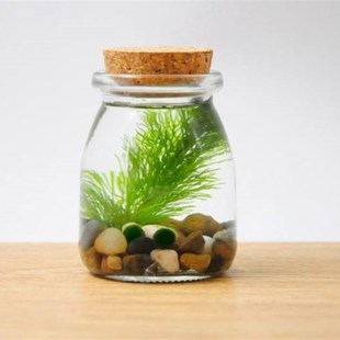 极速微观世界生态瓶diy材料包水族科学小型制作材U料微景观小学五