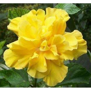 极速巨大花重瓣i植物浓香好养的开不断很四季盆栽阳台室内卉扶桑