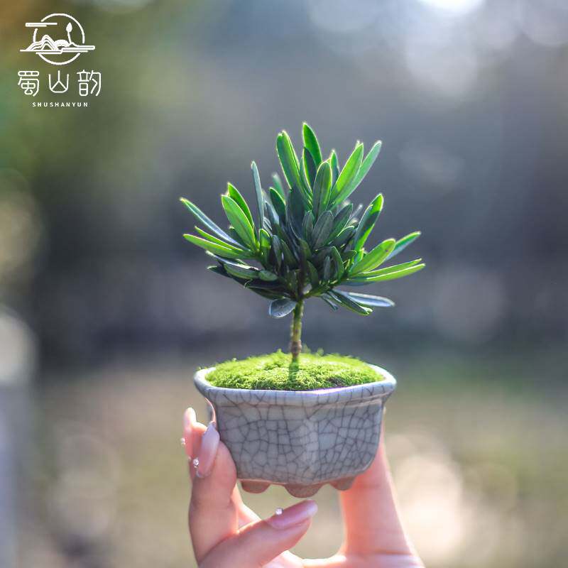 新品罗汉松盆景办公室桌面绿植迷你摆件秋冬室内植物海岛菊花心小
