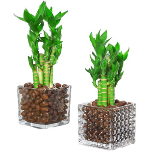 旺财植物高端富贵竹步步高升绿植寓意好的盆栽荷花竹家养水培观音