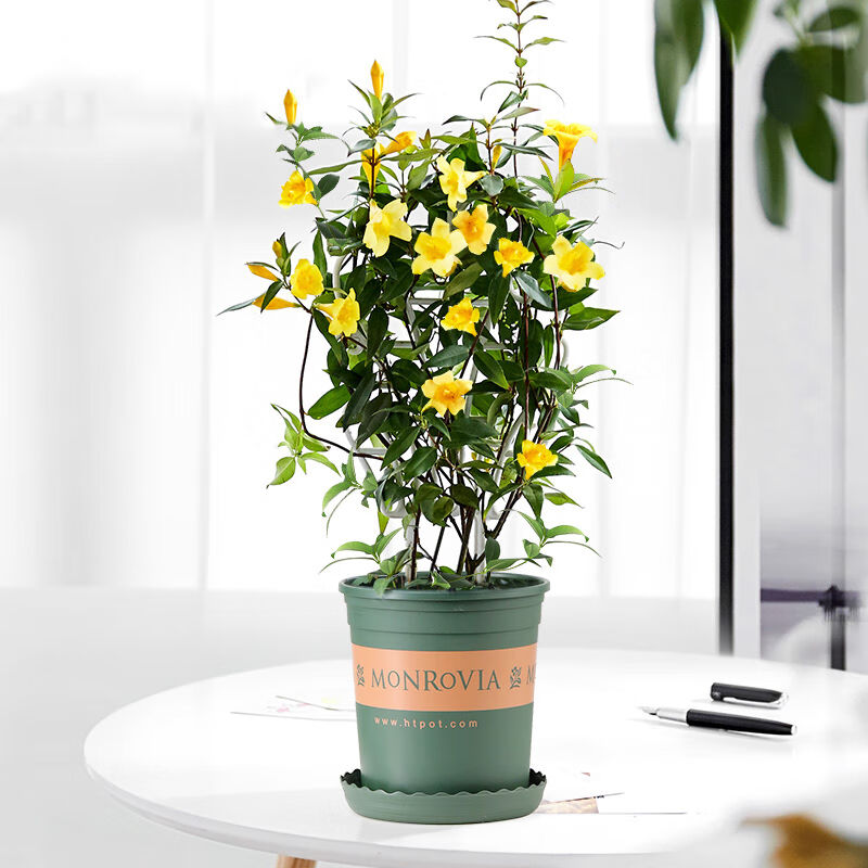 乐子君法国香水藤盆栽茉莉花爬藤植物卉盆栽黄花室内阳台植物四季
