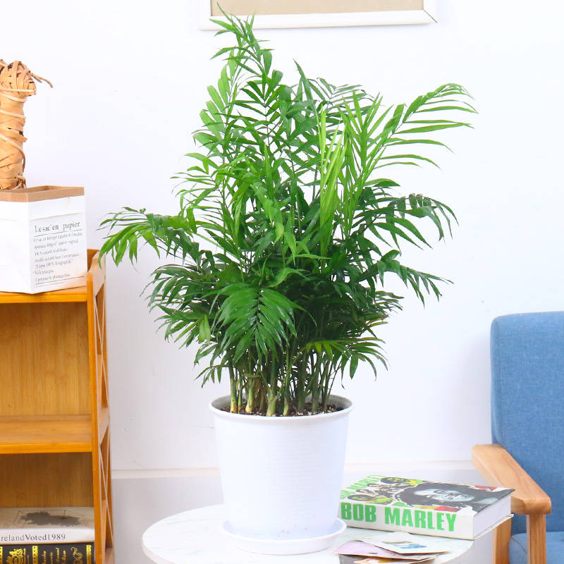 散尾葵盆栽凤尾竹室内家庭客厅大型绿植袖珍叶夏威夷富贵椰盆包邮