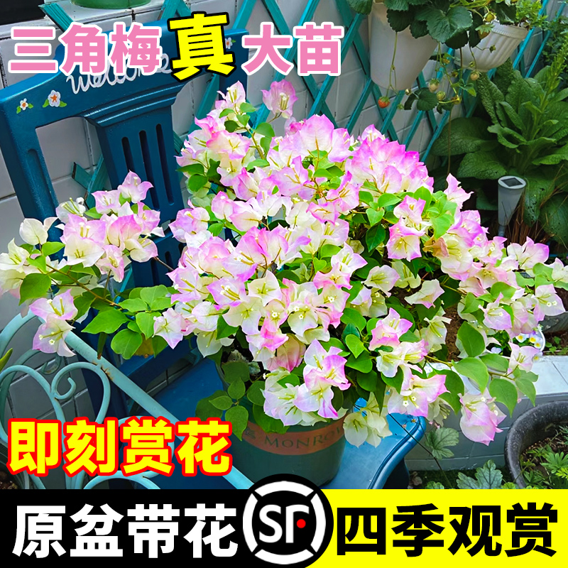 绿樱三角梅盆栽带花老桩重瓣红室内外爬藤植物耐寒花卉四季开大苗