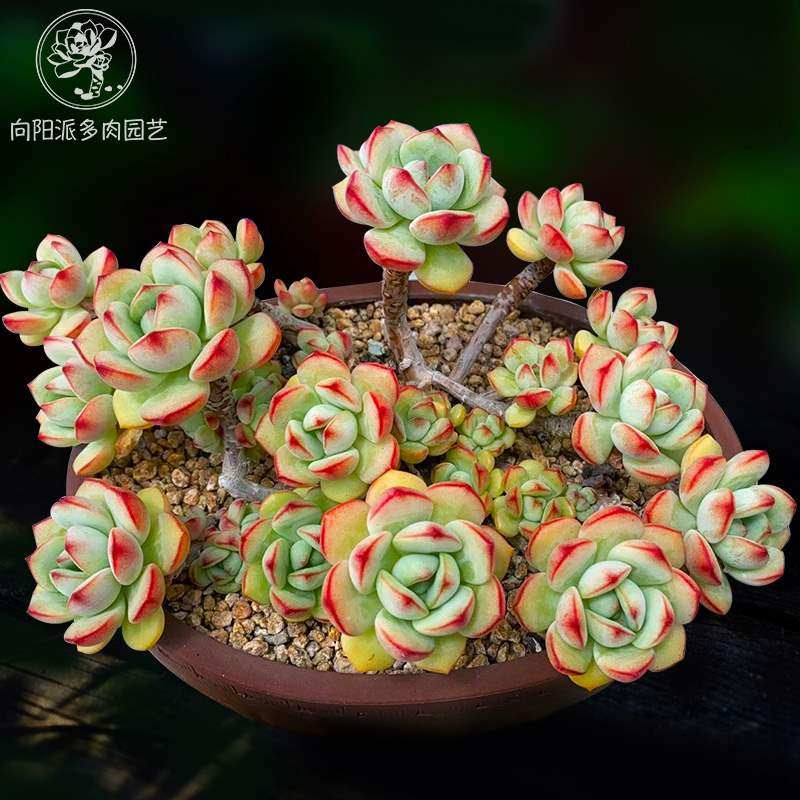 香草比斯有香味多肉植物热门贵货包邮一物一拍小老桩向阳派多肉园