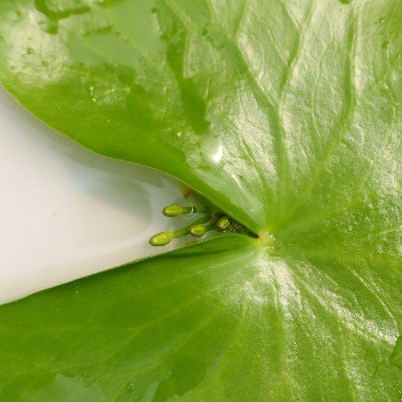 一叶莲碗莲水培植物盆栽 室内四季常青花卉水生植物 水莲花苗盆栽