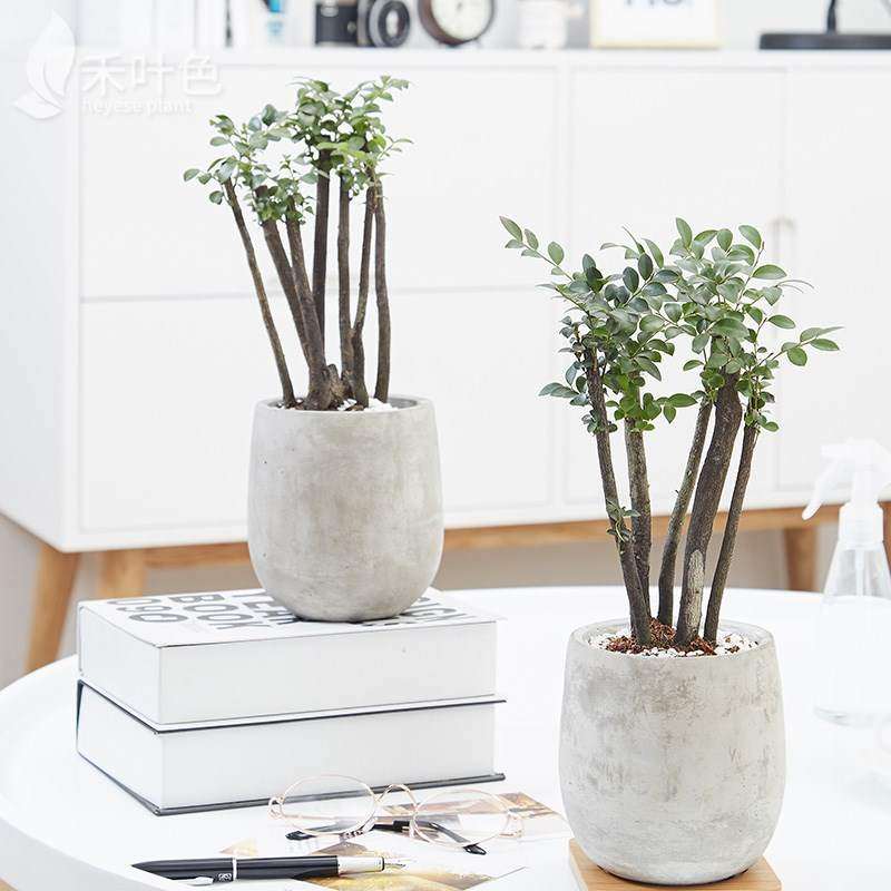 黑骨茶小叶紫檀盆景树桩植物盆栽室内绿植办公室盆栽绿色植物四季