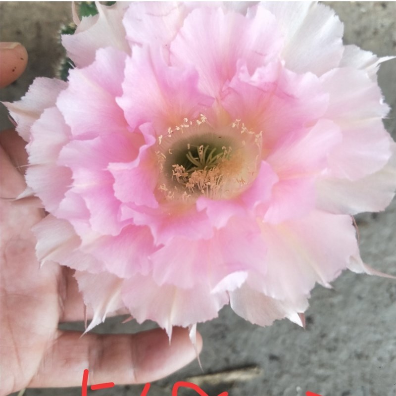 优选新品《洛桑》彩草仙人球淡雅粉锯齿花边层次感强重瓣大花群开