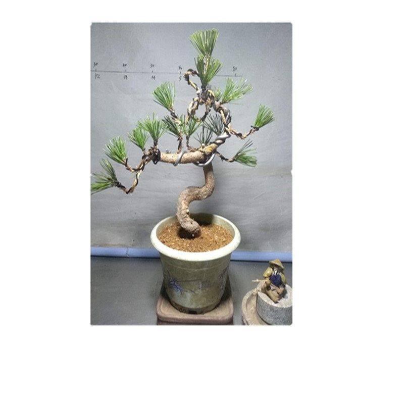 五针松盆景树桩矮霸造型黑松盆景实物 老桩短针大板松罗汉松包邮