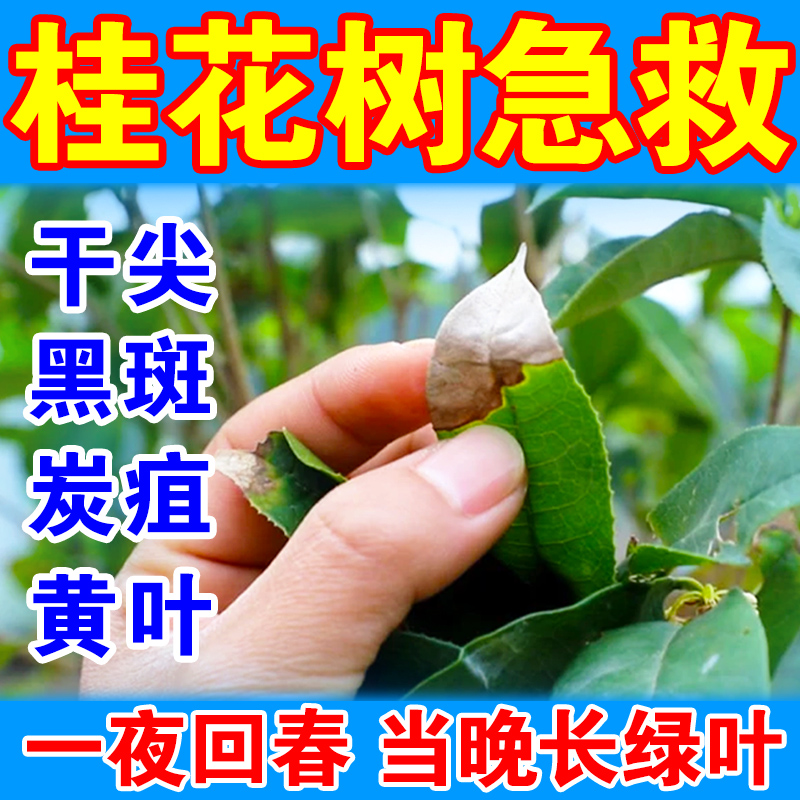 桂花树枯叶干尖肥料黑斑病黄叶褐斑炭疽病专用营养液植物百菌灵